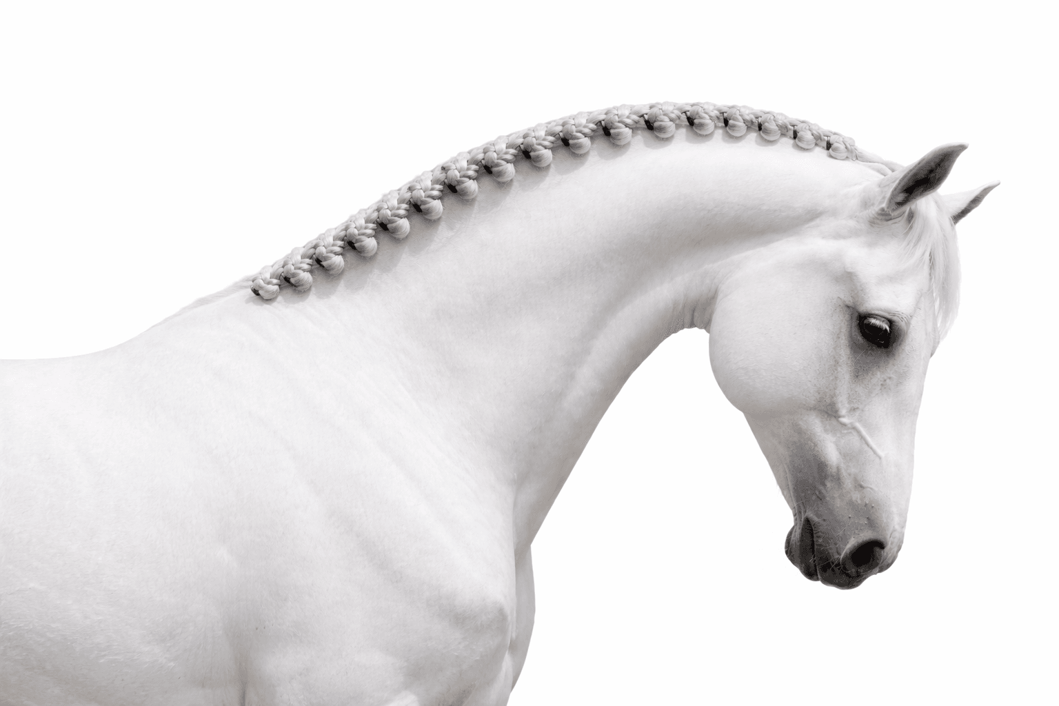 Beautifully braided horse mane